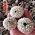 Natural sea urchin-bistac-ir00