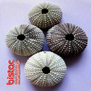 Natural sea urchin-bistac-ir03