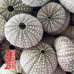 Natural sea urchin-bistac-ir04