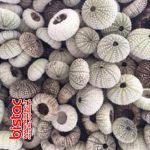 Natural sea urchin-bistac-ir06